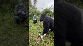 Gorilla Beats His Chest In Front Of People [upl. by Rajewski242]