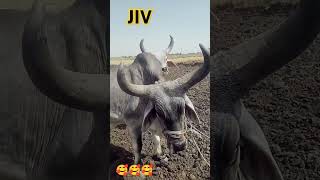 Ha morala hagamdu farming farmer gujarati oxlover dayro ha moj ha [upl. by Yantruoc]