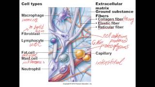 Chapter 4  Lecture C Characteristics of Connective Tissue [upl. by Alesiram584]