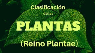 CLASIFICACIÓN DE LAS PLANTAS Reino Plantae [upl. by Zysk]