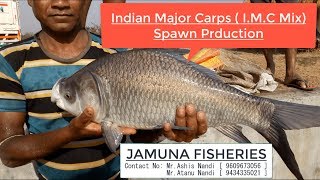 Indian major carpIMC spawn production  JAMUNA FISHERIES in Ramsagar West Bengal India [upl. by Larrej]