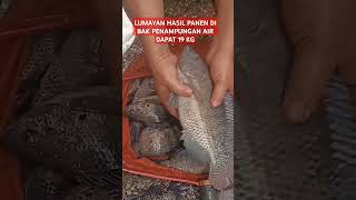 Lumayan Hasil Panen Ikan Nila di Bak Penampungan Air dapat 19 Kg [upl. by Dedrick263]