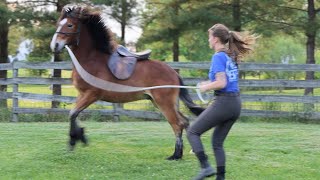 SADDLING MY COLT FOR THE FIRST TIME he bucked [upl. by Ecirtaed]