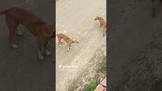 Changu mangu fun compilation comedy dog funny love enjoy [upl. by Kremer]