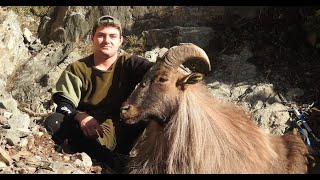 Two 13quot Monster New Zealand Tahr  Day Hunt [upl. by Yonit]