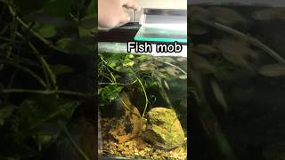 Baby giant danio minnows group up from hand movement Mob fish aquarium fish feedingfrenzy [upl. by Tade]