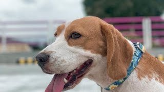 Angry Beagle Dog Barking  Beagle Barking Oh [upl. by Helfand]