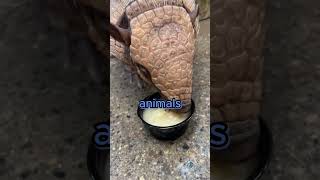 Unusal Armadillo armadillo animal feed fypage viralshorts funny fypシ゚viral shorts [upl. by Forland]