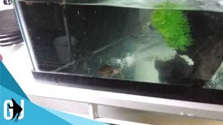 13 How To Set up a 10 Gallon Hatchling Turtle Tank [upl. by Asilem169]