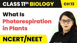 Class 11 Biology Chapter 13  What Is Photorespiration in Plants  Photosynthesis in Higher Plants [upl. by Ttelrats]