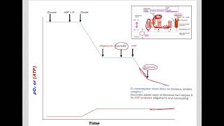 510 Understand not memorize metabolism Inhibitors and uncouplers of ETCOP [upl. by Nomzaj]