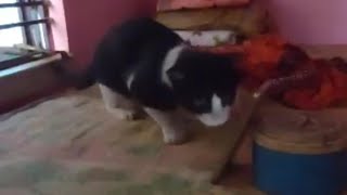 বিড়াল মোবাইল এ ভিডিও দেখছে Cat watching cat video on cell phone [upl. by Agathy]