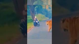 Trik Berhadapan Dengan Harimau Liar harimau macan singa animals [upl. by Dall397]