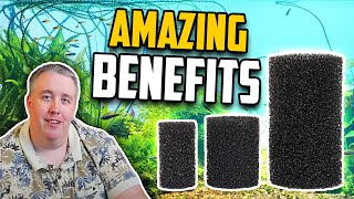 Why Using a PreFilter Sponge is Vital for Your Aquarium [upl. by Sivart]