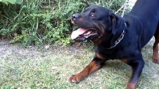 Big Rottweiler defends his territory 2 [upl. by Guerin]