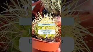 Catus quotAsiento de Suegraquot echinocactusgrusonii [upl. by Latsyk641]