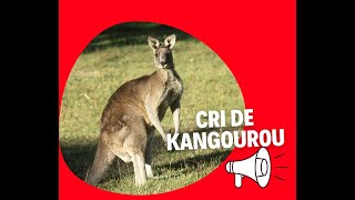 CRI DU  KANGOUROU  KANGAROO SOUNDS 🔊🔊🔊 [upl. by Cortie]