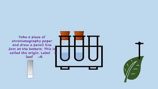 AQA A LEVEL BIOLOGY  REQUIRED PRACTICAL 7 CHROMATOGRAPHY [upl. by Adlez]