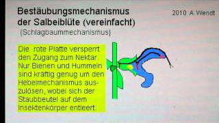 Bestäubung einer Salbeiblüte vereinfacht [upl. by Eichman]