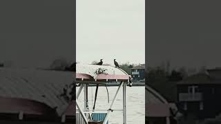 dailydoseofnature river cormorant riverthames [upl. by Wilmette]