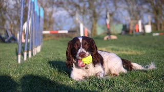 Getting Along with Other Pets English Springer Spaniel Guide [upl. by Faber]