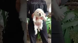 Labrador puppy cheapest price youtubeshorts viralshorts video vtuber shortvideo short status [upl. by Helena300]