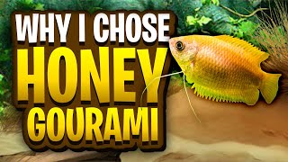 8 Reasons I Chose Honey Gourami For My Fish Room  One Of The Best Beginner Fish For Your Aquarium [upl. by Nnahoj]