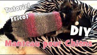 DIY Tutoriel Tricot Manteau pour Chiens Chihuahuas Yorkshires [upl. by Saunders]