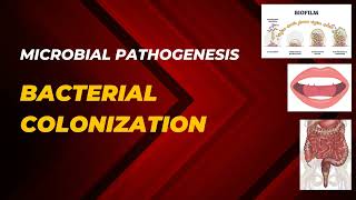 BACTERIAL COLONIZATION  ADHERANCE AND COLONIZATION  Microbial Pathogenesis  Microbiology [upl. by Treblihp]