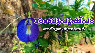 ശംഖുപുഷ്പത്തിന്റെ അദ്ഭുത ഗുണങ്ങൾ  Benefits of Butterfly Pea Flower  Clitoria Ternatea [upl. by Cortney]