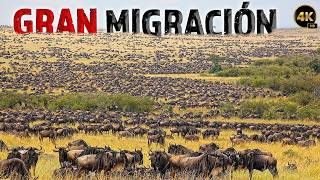 LA GRAN MIGRACIÓN La Vida Silvestre en África  Documentales Completos en Español [upl. by Nivi]