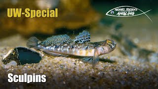 Sculpins or gobies  underwater [upl. by Ogeid]