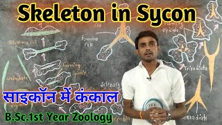 Skeleton in Sycon  BSc1st Year  Zoology  by Prahalad Sir [upl. by Alieka]