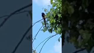 Magpie on branch calls its partner 😲❤️😊 magpiecall shorts [upl. by Eerdna]