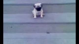 Dog falls down stairs [upl. by Beasley]