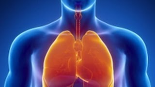 Parts of Respiratory System  Quick look [upl. by Lamoureux]