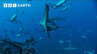 Reef Shark Feeding Frenzy  South Pacific  BBC Earth [upl. by Enajharas247]