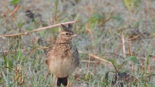 Malabar lark bird DSCN4619 [upl. by Rudelson]