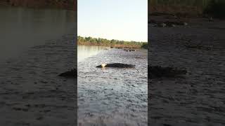 Large Salt Water Crocodiles of Northern Australia wildlife nature crocodile [upl. by Ntsud]