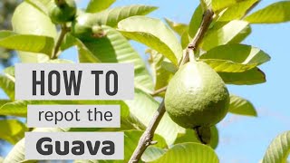 How to Repot the Guava  🍈  Psidium guajava Ruby Supreme  Pink Guava  Lovely Garden [upl. by Kcirrad574]