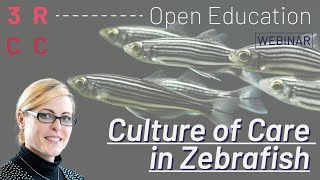 Culture of care in zebrafish by Andrina Zbinden [upl. by Bertelli]