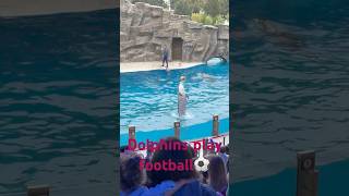 Dolphinarium georgia batumigeorgia travel cute dolphins funny football animals [upl. by Toiboid]