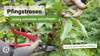 So bleiben Pfingstrosen kräftig und gesund Rückschnitt nach der Blütezeit  gardify Tipps [upl. by Sudderth414]