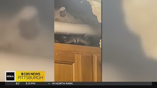 West Mifflin mom says no ones helping her evict a family of raccoons in her ceiling [upl. by Ahseekat764]