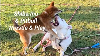 Girl Dogs Routine Play 09112024 shiba pitbull [upl. by Aitrop]