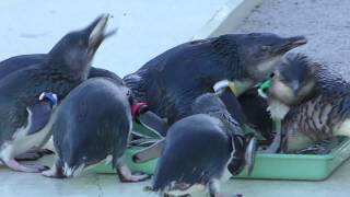 ペンギンの「えさの時間」 葛西臨海水族園 2017年12月17日 [upl. by Oisacin693]