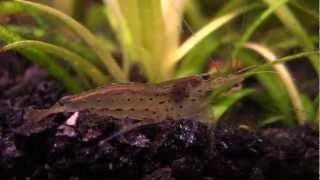 iNdEPTH Amano Shrimp Caridina Japonica [upl. by Perrin]