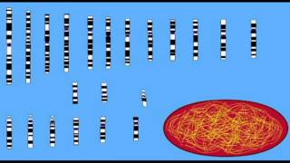 REPRODUCTION HAPLOID VS DIPLOID [upl. by Nevla]