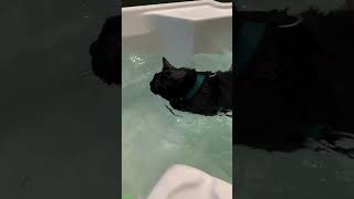 Cat Funny Videos 🐱 cat 😸 babycats Part 5923 [upl. by Lee]