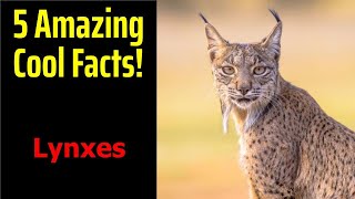 5 Fascinating Facts About Lynxes [upl. by Marcos]